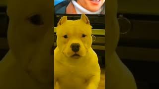 Kaslı sert görünümlü ama bir okadarda tatlı bir pitbull 😱😂🥰