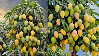 Agriculture Technology How to Mangoes Farming With Banana tree And Aloe Vera, how to grow mangos tre