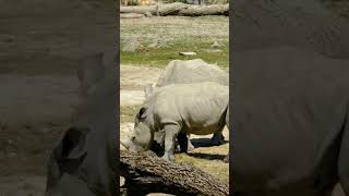 Two Rhinoceros eating grass. 🦏🦏