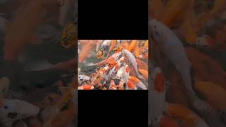 Amazing many colorful and giant fishes #shorts #viral