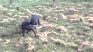 My Staffies killing a stick