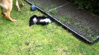 Border Collie - Puppy