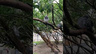 НАХОХЛИЛИСЬ 🐦