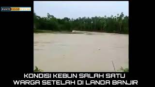 Banjir merusak tanaman jagung masyarakat sijudo...