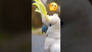 Look Up 🤭 #subscribe #viral #shorts #birds #music #song #love