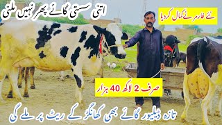 New Farmer Cha Gya ||Jersey Fresian Cross Cows ||Cholistani Cross Cows For Sale Today ||Shami Gondal