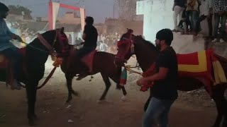 Kathiyavadi Horse Fuleku 🐴 Live Fuleku 🔥