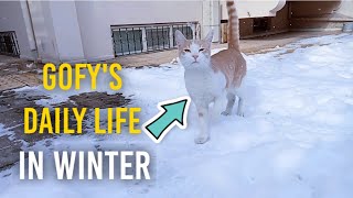 Cat's Daily Life in Winter | Cat and Snow | Cat ASMR