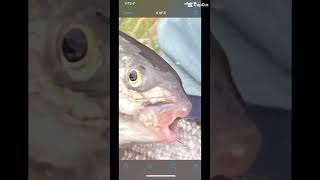 Fishes #youtube #funnyvideo #youtubeshorts #flyfishing #meme #fish #dog #transition #fypシ #fyp #fyp