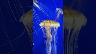 japanese sea nettle#seaworld#fish#jellies#trending#youtuberlikes#viral#goviral#amazing#yt#youtuber