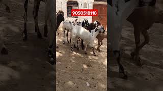 #totaparigoat #mewatibakra #viralshort #viralvideo #sirohibakra #bitalbakra