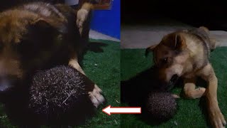 A SMART DOG IN FIGHT VS HEDGEHOG