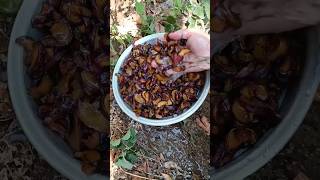 How we make natural dried plums (prunes) in our village #shorts #organic