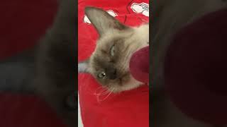 FUNNY CAT THINKING 🐈🐈🐈 funny cat #shorts