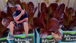 grow purple lettuce at home In small container This vegetable is easy to grow and quickly harvested