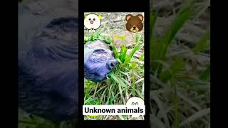 Unknown animals but by human hands