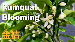 Just 4 Months After Grafting My Kumquat Tree Is Blooming | Grafted Fruit Tree | Kumquat Flowering 金桔