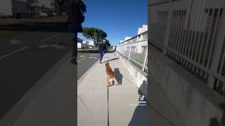 Il se fait harceler partie 2 #chien #jeunesse #fypシ゚viral #malinoi #dog #shorts