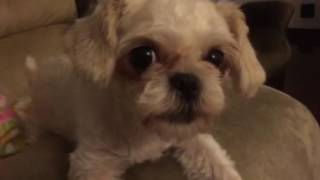 Toy Shih Tzu Daisy