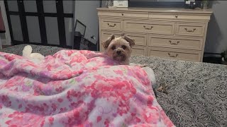 Rylies fun filled Morning with Hermie#yorkies #viralvideo #Rylie