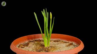 Narcissus growing fail - time lapse [4K]