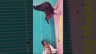 Cutting Modena for sale.. #pigeon #fancybird #birds #pura #pigeons #pigeonlover