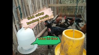 kebersihan ayam kampung bersih tidak menjamin ayam sehat 05 #ayam #ayamkampung #peternak