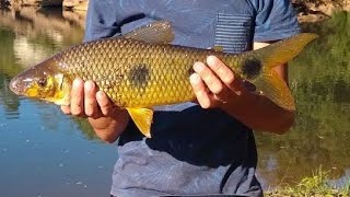 Piava pescada na massa de milho( linha de mão) Rio Forqueta rs