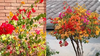 How to shape your Bougainvillea plant //easy way with Beautifull flowers tips