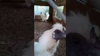 Lady Silkie Can Walk & Mr. Snowies Courting Her