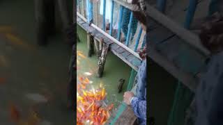 রুপালি মাছ - Fish #shortsvideo #fish #রুপালি #মাছ