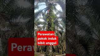 #Perawatan pokok induk untuk di jadikan bibit unggul