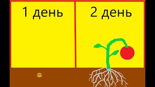 Проверка на всхожесть семян.