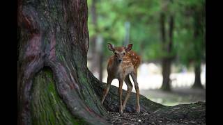 Lost Sika Deer fawn in a search for his Mom!