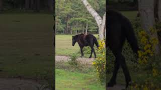 Adorable New Forest Horses - Relaxing Nature Sounds