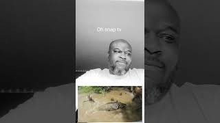 ALLIGATOR EATS A HOG ALIVE REACTION SHORT 🐖 vs 🐊