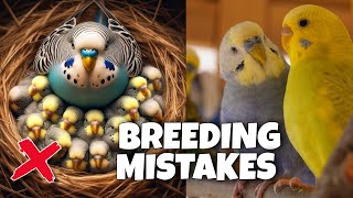 Budgie Breeding Mistakes Beginners Make