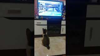 KUCING INI RUSUH SAAT MENONTON TV