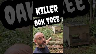 Huge Oak Tree Tried To Kill Us! #chicken #diychickencoop #family #diy #vlog #homestead #firewood