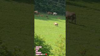 austrian cows august