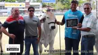 BRAHMAN CAMPO - X EXPOBRAHMAN 2014 - BRAHMAN ELITE - ZEBU MUNDIAL