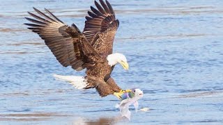 Falcon catching Fish for his babies // The falcon hunting fish // The falcon kills fish