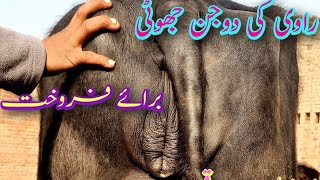 راوی کے دوجن جھوٹی برائے فروخت||کسی بھائی نے خرید سکتا ہے||واٹس ایپ نمبر 03316731253