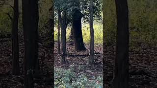 "tiGer" entry In kaNha National park #national@animal #madhyapradesh