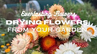 Everlasting FLOWERS - Let's talk dried flower basics