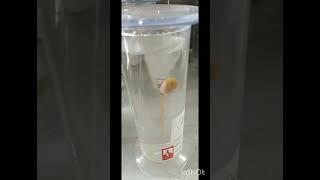 #Capsule #Specimen #Practical #Science(Bio).