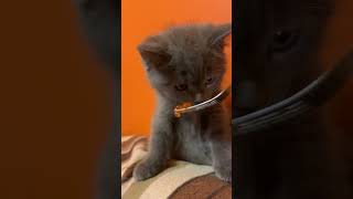 Cat loves caviar/Котик любит икорку #shorts #cat #asmr  #seafood