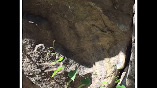 Watercolor Timelapse - Precambrian Rock and Eastern White Pine (Harriman State Park, NY)