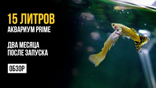 День 75.  Аквариум Prime.  Два месяца после запуска.