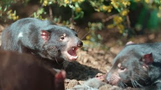 How Did Tasmanian Devils Get Their Name?